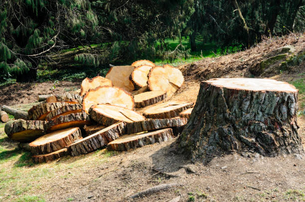 Reliable West York, PA Tree Care Solutions